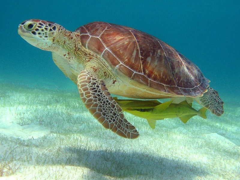 A green turtle swimming over pale sand in clear water