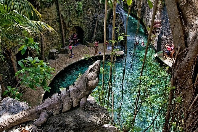 An iguana on a rock above a jungle pool crossed by a stone bridge